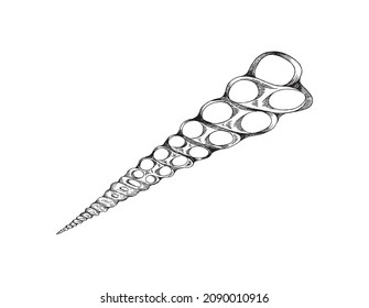 Seashell or fossil shell retro style vintage drawing, engraving vector illustration isolated on white background. Cone shape marine mollusk sea shell.