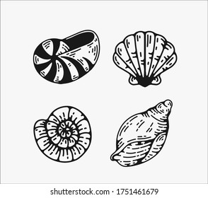 seashell graphic vector illustrations. sea,ocean themed designs, for logos branding and creative projects. flat, simple engraving style vintage illustration elements, design assets.