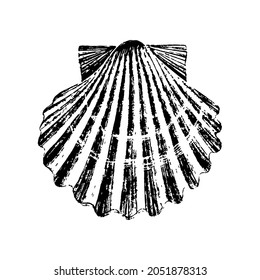 Seashell hand drawing with black ink.