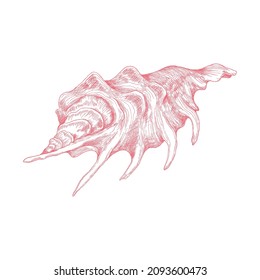 Seashell hand drawn engraved thin line. Ocean conch a mollusk shell, exotic tropical shellfish aquatic animal, vector illustration isolated on white background.