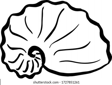 Seashell. Hand drawn illustration.  Black and white sketch.