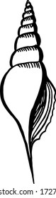 Seashell. Hand drawn illustration.  Black and white sketch.