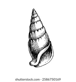 Seashell hand drawn illustration, vector sketch on white background