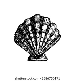 Seashell hand drawn illustration, vector sketch on white background