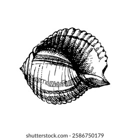 Seashell hand drawn illustration, vector sketch on white background