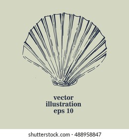 Seashell. Hand drawn illustration in vintage style