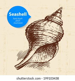 Seashell hand drawn sketch. Vintage illustration