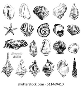 Seashell hand drawn vector graphic etching sketch isolated on white background, collection underwater artistic marine element design for greeting card, print design, cover page magazine, scrapbooking