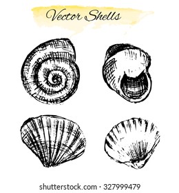 Seashell hand drawn vector ink sketch isolated on white background, graphic illustration, decorative sea animal for design natural cosmetic, template invite, scrapbooking, marine kitchen, cafe menu