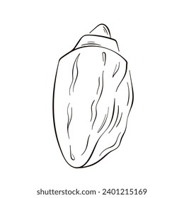Seashell icon in line art style. Sea logo in shape of shell for design, shirt, package. Vector illustration isolated on a white background.