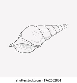 Seashell icon line element. Vector illustration of seashell icon line isolated on clean background for your web mobile app logo design.