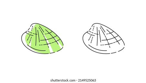 Seashell icon linear vector. Sunray venus shell logo symbol set in color and black.