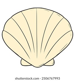 seashell illustration hand drawn isolated vector