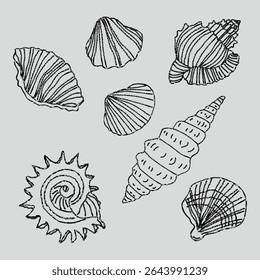 Ilustração de concha. Ícone de concha de vetor desenhada à mão