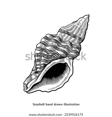 Seashell illustration. Seashell hand drawn illustration in vintage engraving style