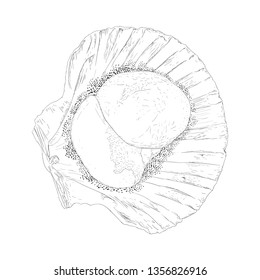 Seashell illustration vector in hand drawn style 