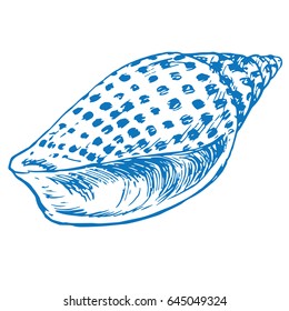 Seashell isolated, hand drawn doodle sketch in pop art style, vector illustration