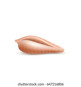 Seashell isolated icon. Realistic sea shell, vector.