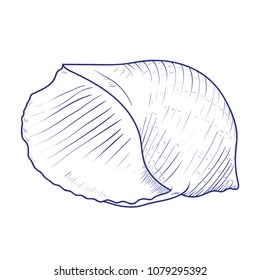 Seashell isolated on white background. Hand drawn vector illustrations
