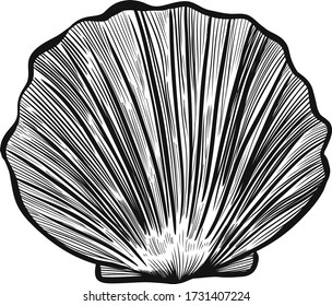 Seashell isolated on white. Vector illustration. Hand drawn artwork. Beach concept for restaurant menu card, ticket, branding, logo label. Black, white