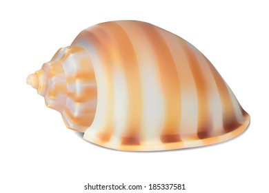 Seashell, isolated on white. Vector illustration