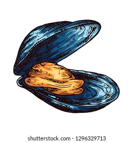 Seashell isolated vector color sketch icon.