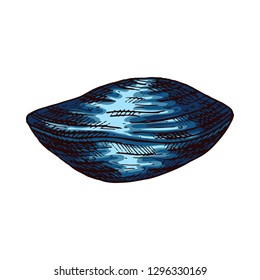 Seashell isolated vector color sketch icon.