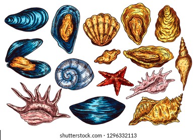 Seashell isolated vector color sketch icon.