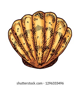 Seashell isolated vector color sketch icon.