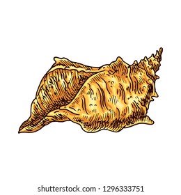Seashell isolated vector color sketch icon.