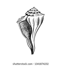 Seashell, mollusk hand drawn vector illustration. Freehand outline conch engraving. Dog head triton monochrome sketch. Marine snail shell ink pen drawing. Conchology, zoology isolated design element