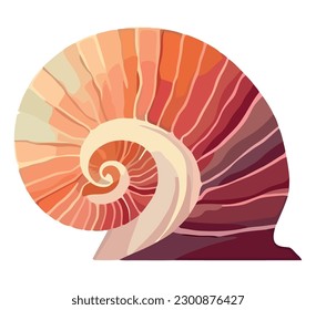 Seashell mollusk nautilus, conch shell over white