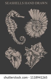 Seashell, mollusk,sea shell,nautilus, nature sea vector set. Sea shell Hand drawn seashell marine engraving illustration on white background. Sea shell etch sketch drawing