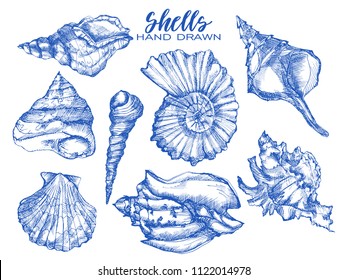 Conchas marinas, moluscos, conchas marinas, nautilus, conjunto de vectores naturales del mar. Dibujo de grabado marino de conchas marinas dibujado por la mano sobre fondo blanco. Dibujo de esbozo de la cubierta marina