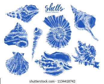 Seashell, mollusk,sea shell,nautilus, nature sea vector set. Sea shell Hand drawn seashell marine engraving illustration on white background. Sea shell etch sketch drawing