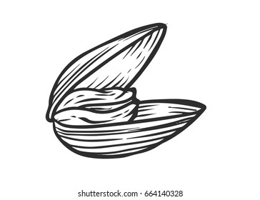 Seashell, mussel oyster clam sea shell, nature ocean aquatic underwater vector. Hand drawn marine engraving illustration on white background. Seafood animal.