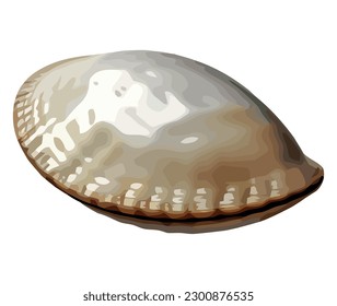 Seashell natures underwater decoration in white over white