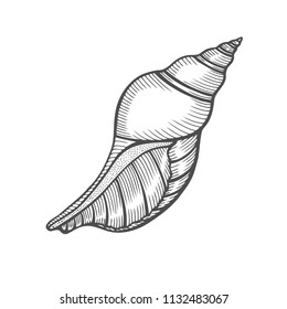 Seashell nautilus. Sea shell engraved vector illustration isolated on white background. Doodle seashell. Marine life ornament