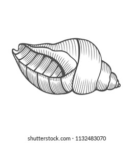 Seashell nautilus. Sea shell engraved vector illustration isolated on white background. Doodle seashell. Marine life ornament