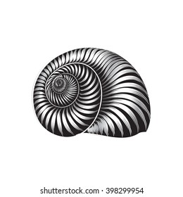 Seashell Nautilus. Sea Shell Set Engraved Vector Illustration Isolated On White Background. Doodle Sea Shell. Marine Life Ornament