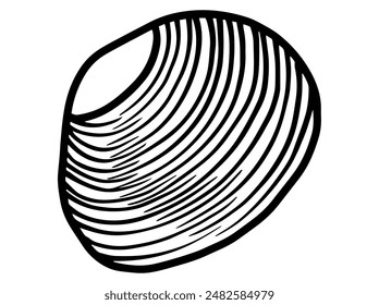 Contorno de concha Ilustración blanco negro