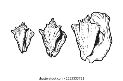 Seashell outline doodle vector hand drawn illustration. Shell in engraving style. Isolated on white background.