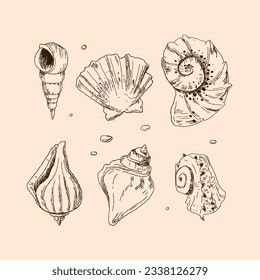seashell outline illustration. Seashells vector set. Hand drawn illustrations of engraved line. Collection of realistic sketches various mollusk sea shells different forms. isolated white background.