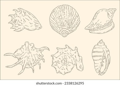 seashell outline illustration. Seashells vector set. Hand drawn illustrations of engraved line. Collection of realistic sketches various mollusk sea shells different forms. isolated white background.