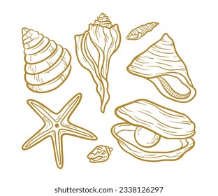 seashell outline illustration. Seashells vector set. Hand drawn illustrations of engraved line. Collection of realistic sketches various mollusk sea shells different forms. isolated white background.