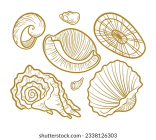 seashell outline illustration. Seashells vector set. Hand drawn illustrations of engraved line. Collection of realistic sketches various mollusk sea shells different forms. isolated white background.