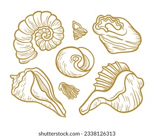 seashell outline illustration. Seashells vector set. Hand drawn illustrations of engraved line. Collection of realistic sketches various mollusk sea shells different forms. isolated white background.