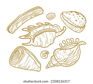 seashell outline illustration. Seashells vector set. Hand drawn illustrations of engraved line. Collection of realistic sketches various mollusk sea shells different forms. isolated white background.