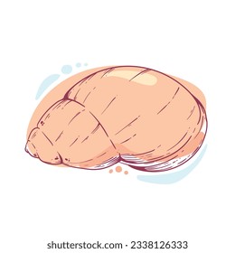 seashell outline illustration. Seashells vector set. Hand drawn illustrations of engraved line. Collection of realistic sketches various mollusk sea shells different forms. isolated white background.