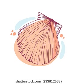 seashell outline illustration. Seashells vector set. Hand drawn illustrations of engraved line. Collection of realistic sketches various mollusk sea shells different forms. isolated white background.